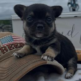 Jillian - Black and tan female Chihuahua puppy in Harlan, Iowa from Home Grown Chihuahuas From Iowa