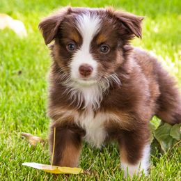 Miniature American Shepherd and Miniature Australian Shepherd Puppies from Bellewynd Acres