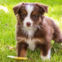Miniature American Shepherd and Miniature Australian Shepherd Puppies from Bellewynd Acres