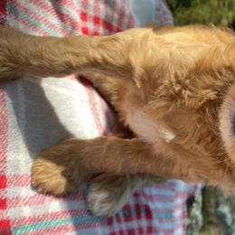 Girl 3 - Goldendoodle puppy in Kingwood, Texas from Prime Doodles