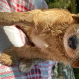 Girl 3 - Goldendoodle puppy in Kingwood, Texas from Prime Doodles