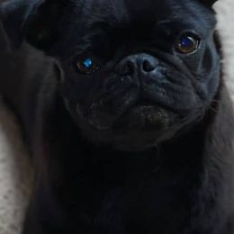 Pugs from Pug Eyed Peas Alabama