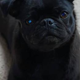 Pugs from Pug Eyed Peas Alabama