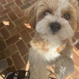 Havanese All Grown Up from Harbor Of Hope Havanese