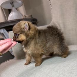 Kaya - Chocolate and tan female Pomeranian puppy in Phoenix, Arizona from Luxpomz