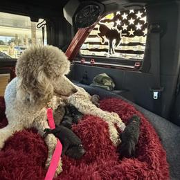 Poodle Puppies from Royal Dixie Poodles