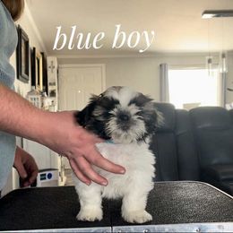 Alfalfa - Red and white male Shih Tzu puppy in Doña Ana County, New Mexico from White Sands Shih Tzu's
