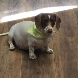 Waffles - Dachshund