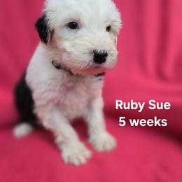 Ruby Sue - Gray and white female Old English Sheepdog puppy in Sutherlin, Oregon from Sapphire Eyes Sheepdogs