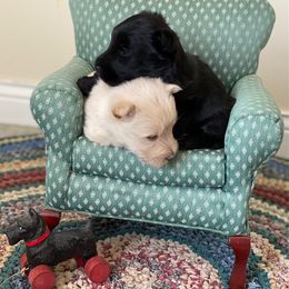 Scottish Terrier and Sealyham Terrier Puppies from Afterglow Kennels, LLC