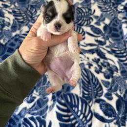 Wink - Black and white female Chihuahua puppy in Spring Hill, Florida from Stardom Chihuahuas & CKCS
