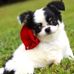 Popsicle - Black and tan female Chihuahua puppy in Gloucester, Virginia from Charlotte's Web of Chihuahuas