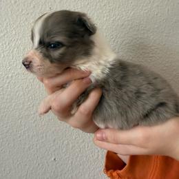 Whiskey - Blue merle female Australian Shepherd puppy in Weeki Wachee, Florida from Ace of Spades Australian Shepherds