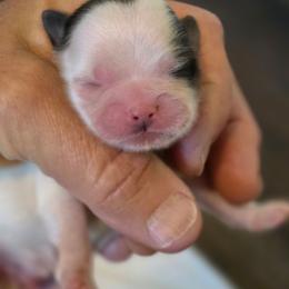 Boy 1 - Brindle and white male Shih Tzu puppy in Rockmart, Georgia from Sonya Garrett