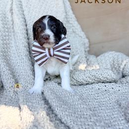 Jackson - Chocolate male Goldendoodle puppy in Dallas County, Texas from Dream A Little Doodle