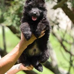Male 3 - Black male German Shepherd puppy in Dallas, Texas from Sam's Highest Quality Shepherds