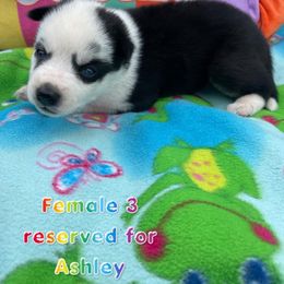 Siberian Husky Puppies from Siberian Huskies-Beckham the Great