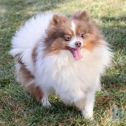 Lavi - Pomeranian