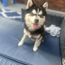 Bandit - Pomsky