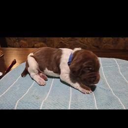 Sky's blue boy - Liver roan male German Shorthaired Pointer puppy in Dahlonega, Georgia from Pointer Mountain Bird Dogs