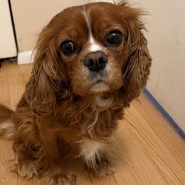 Reggie - Cavalier King Charles Spaniel