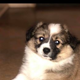 Pembroke Welsh Corgi Puppies from Diamond G Corgis