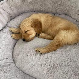 Aussiedoodle and Goldendoodle Puppies from Saddle Hill Farms