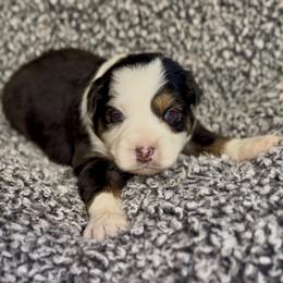 Magnus - Black tri male Miniature Australian Shepherd puppy in Michie, Tennessee from Acton Aussies