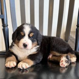 Tramp - Black rust and white male Bernese Mountain Dog puppy in Oregon City, Oregon from N.W. Mountain Retrievers