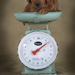 Goldendoodle Puppies from Loving Hearts Goldendoodles