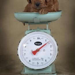 Goldendoodle Puppies from Loving Hearts Goldendoodles