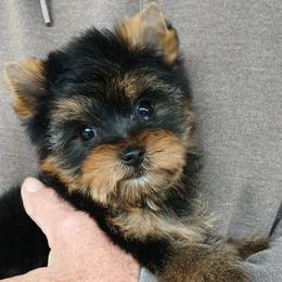 Boy 1 - Black and gold male Yorkshire Terrier puppy in Jamestown, Tennessee from Green Ridge