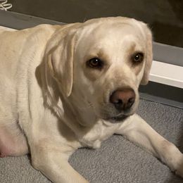 Roxanne  - Labrador Retriever