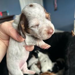 Bella - Piebald female Dachshund puppy in Bruceton, Tennessee from Dachshund Dreams
