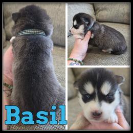 Basil - Black and white male Siberian Husky puppy in Merrill, Michigan from Haase Family Kennels