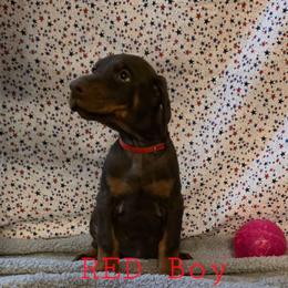 Red - Red and rust male Doberman Pinscher puppy in Knox, Indiana from Double River Dobermans