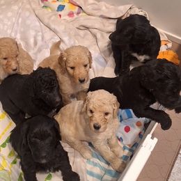 Bernedoodle puppies from Jersey Girl's Doodles