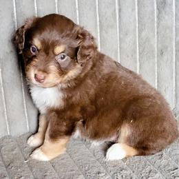 HERSHEY - Red tri-color female Miniature American Shepherd puppy in Goldendale, Washington from Amulet Charm