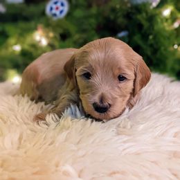 Goldendoodle Puppies from Park City Goldendoodles