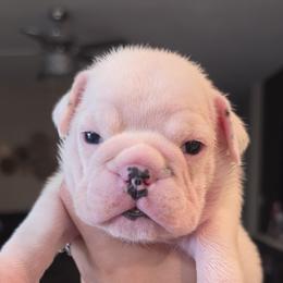 Bulldog Puppies from Nelda Fernandez