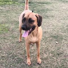 River - Black Mouth Cur