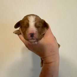 Cole - Red male Cavapoo puppy in Eatonton, Georgia from TNT Puppies