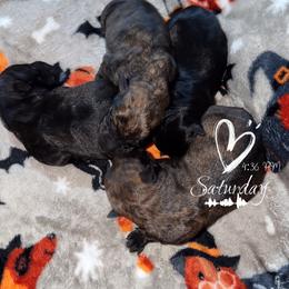 A - Black male Scottish Terrier puppy in Mancelona, Michigan from Stefany Farm of Happiness