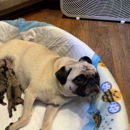 Pug Puppies from 901 Pugs