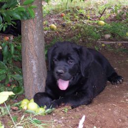 Labrador Retriever Puppies from Cecilie Drege