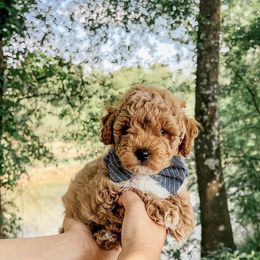 Bichon Frise and Cockapoo Puppies from The Perks of Pups