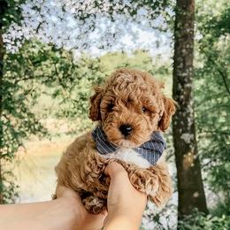 Bichon Frise and Cockapoo Puppies from The Perks of Pups