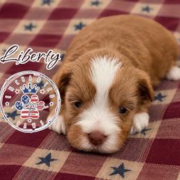 Liberty - Wheaten female Miniature Schnauzer puppy in Dorr, Michigan from Enchanted Paws