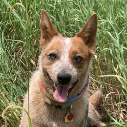 Poco - Australian Cattle Dog