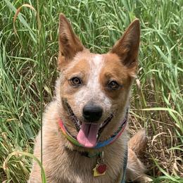 Poco - Australian Cattle Dog